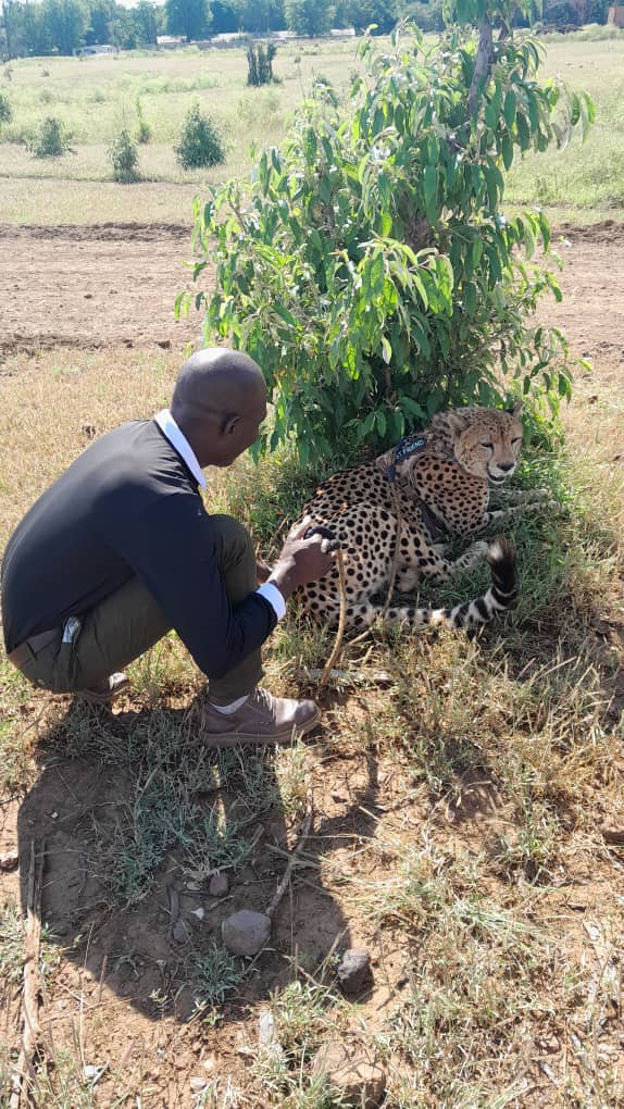 Cheetah encounter with a handler