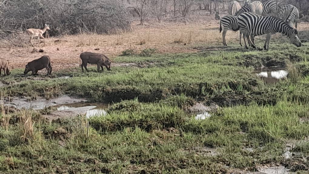 Warthogs and zebras on the plains