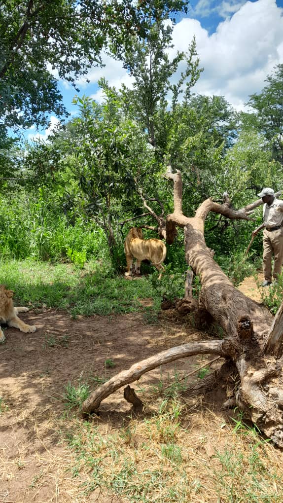 Walking safari, low carbon footprint