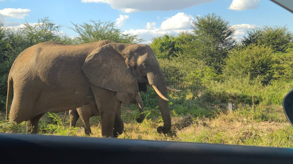 Elephant portrait, Zambezi National Park