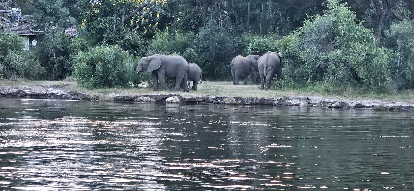 Elephants at the river, protected habitat