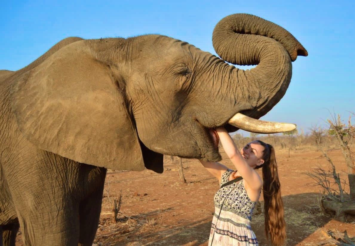 Elephant reaching out its trunk on a guided walk