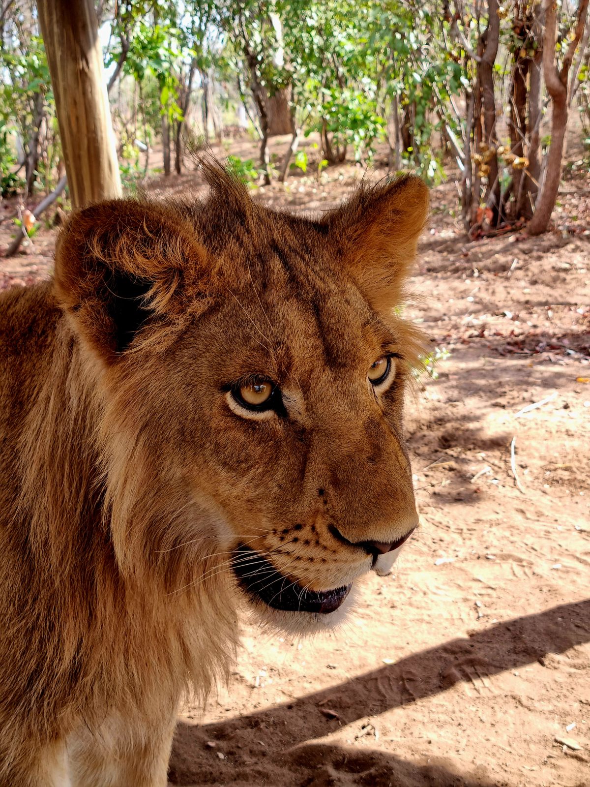 Lion on a guided walk in Victoria Falls